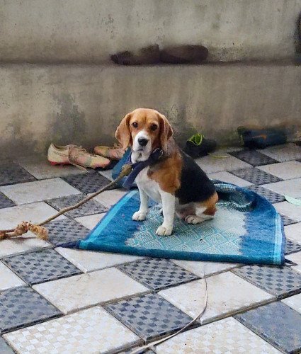 Beagle adult female this month heat..