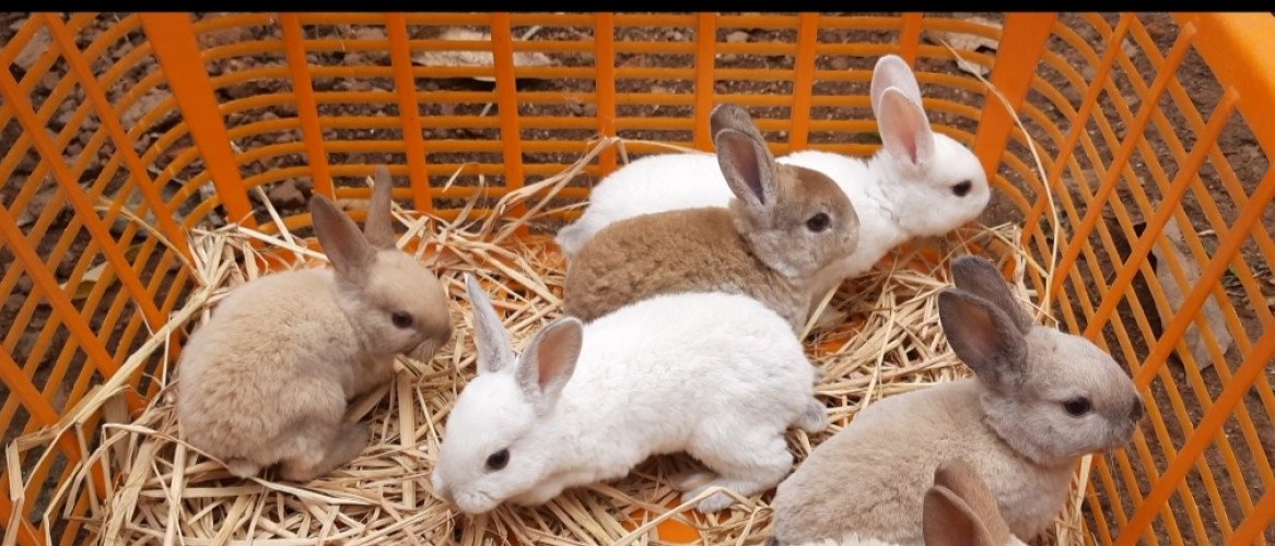 Mini rex bunnies