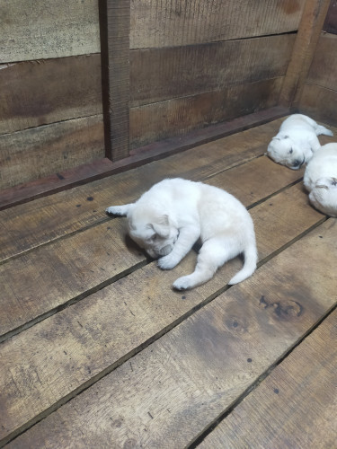 Lab Puppie