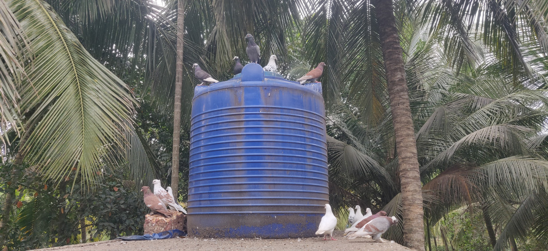 Pigeon