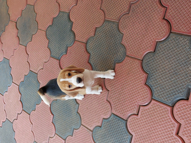 Beagle puppy