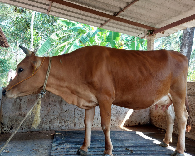 Jersey Cow