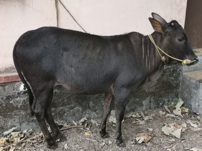 Native breed calves for sale.