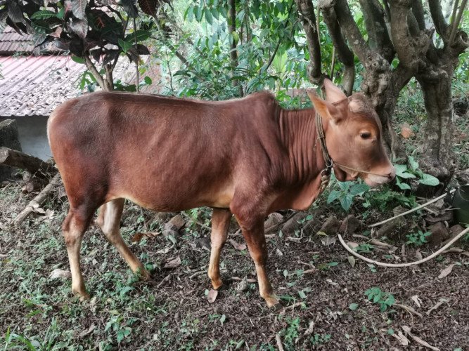 Native breed calves for sale.