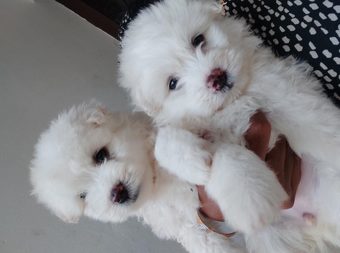 Lhasa Apso puppies