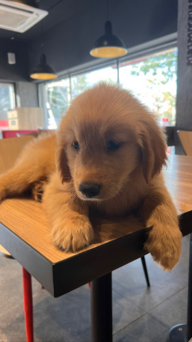 Golden retriever