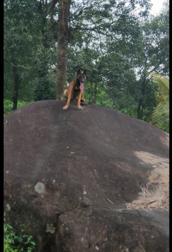 Belgian Malinois