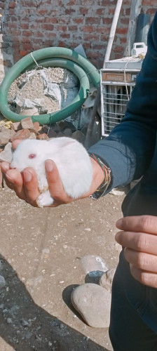 Rabbit 🐇
