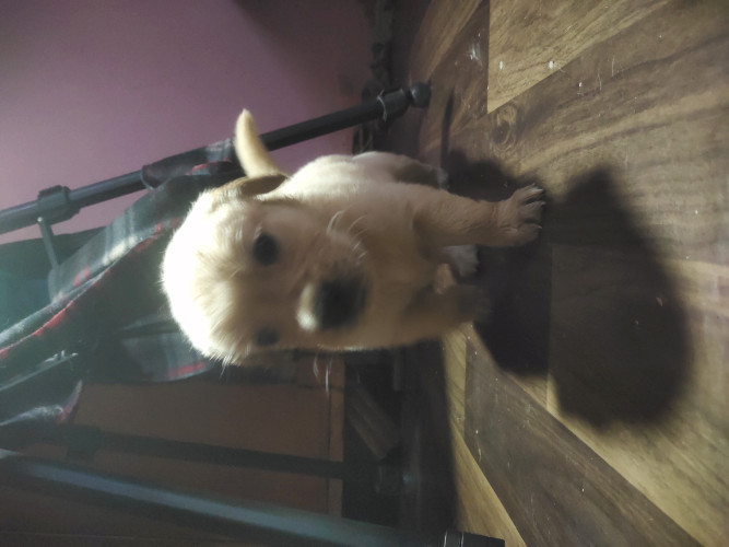 Golden retriever