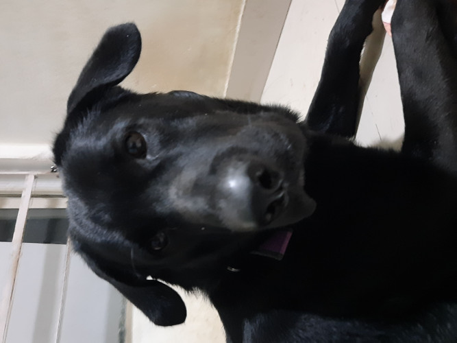 Coco