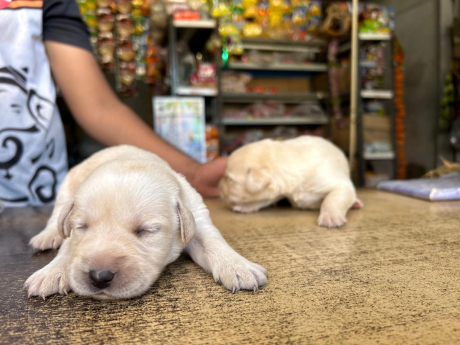Labrador Retriever
