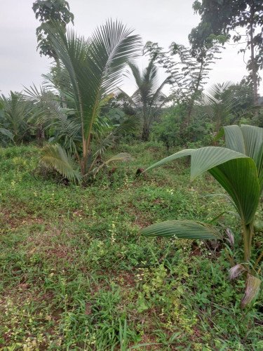 20-Cent Land For Sale in Ulikkal, Kannur