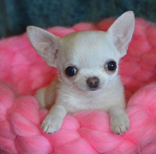 Chihuahua for sale at Chennai, Chennai |Dogs