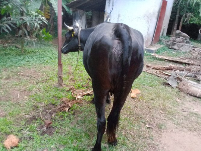 Cow for sale