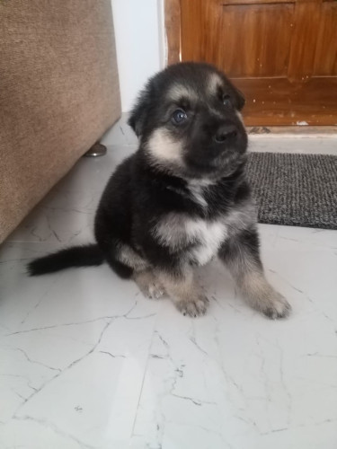 German shepherd