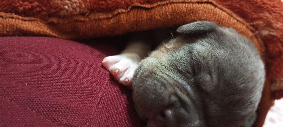 American bully