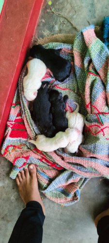 Lab puppy s