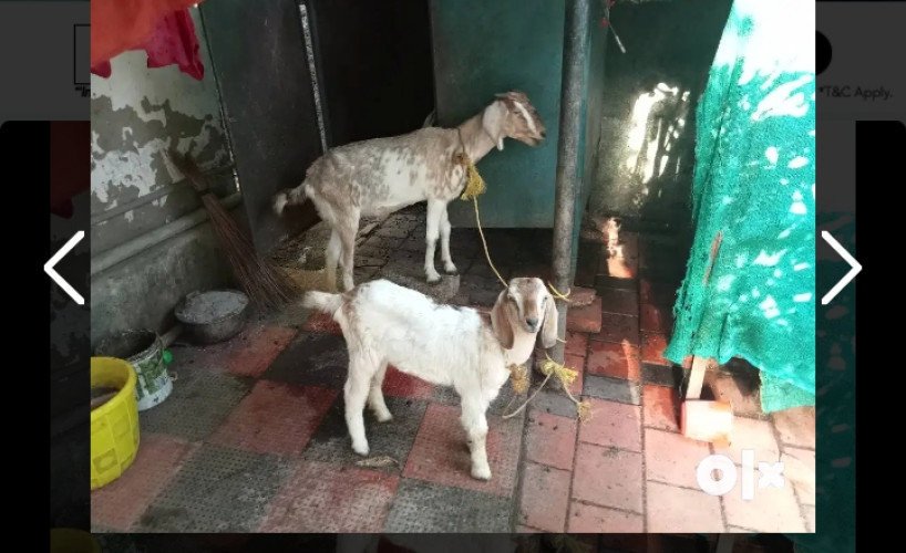 Goat for sale