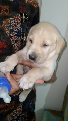 Dog for urgent sell