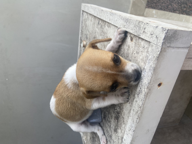 Chihuahua Pups