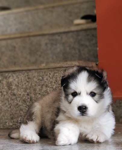 Saiberian husky