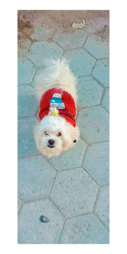 Maltese for sale