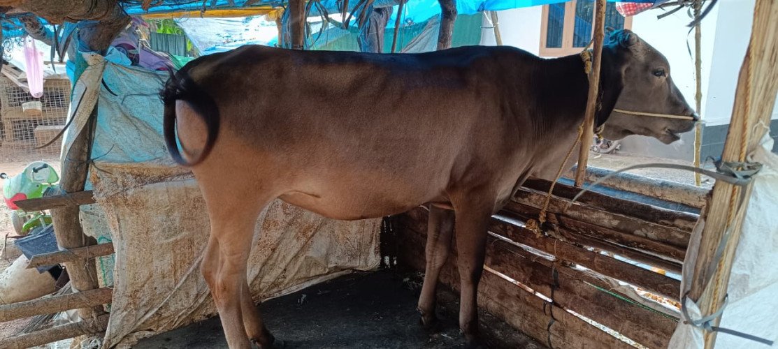 Kasargod Kapila Cow