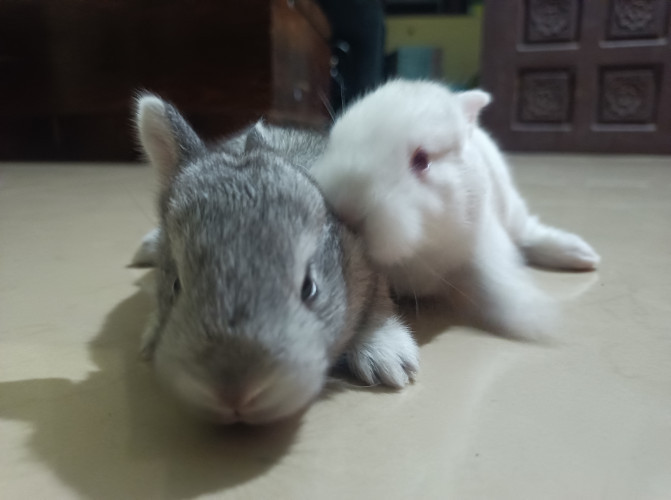 Rabbit