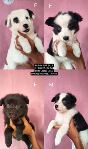 Pomeranian