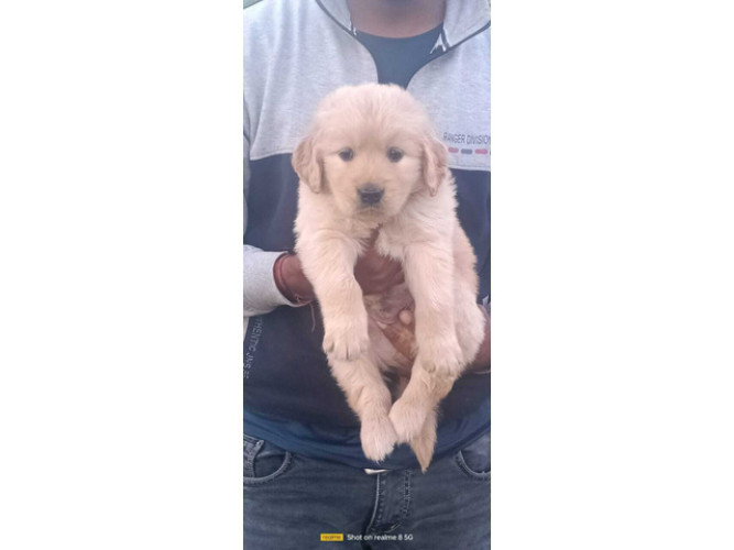 Golden Retriever
