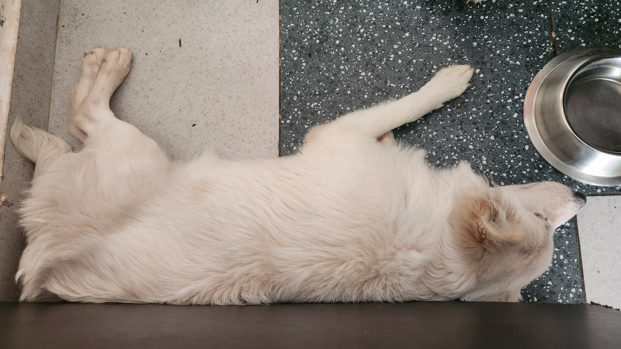 Pomelion  dog