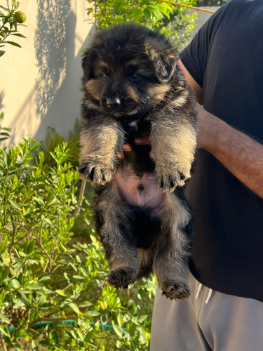 German shepherd