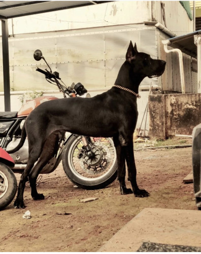 Great Dane