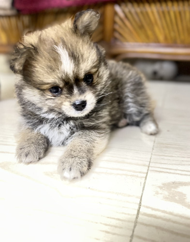Mini Pom