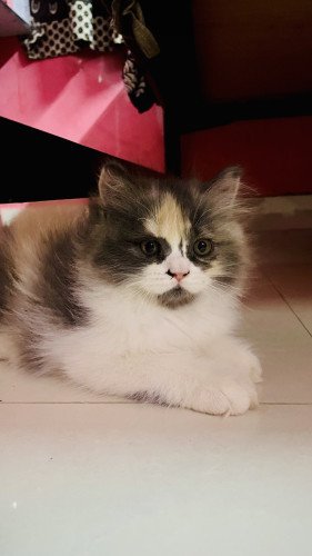 Best persian cat farm in chennai😼, Cats for sale