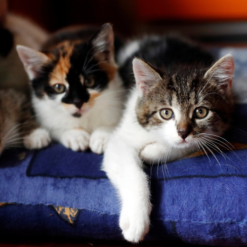 Cats for sale in Cuddalore, Tamil Nadu
