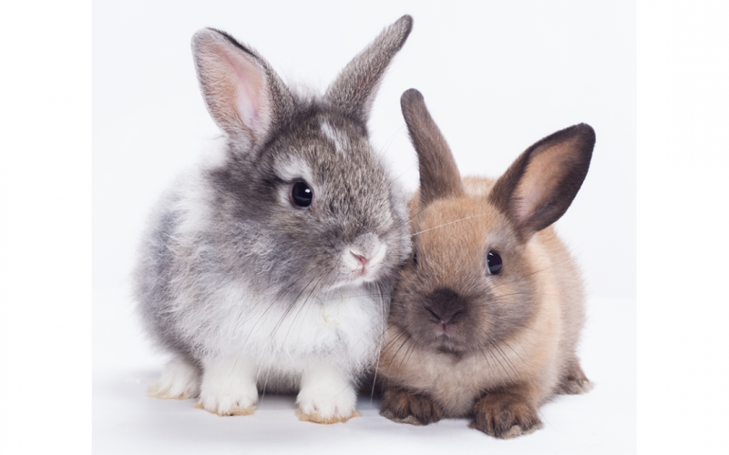 Rabbits For Sale in Cuddalore, Tamil Nadu
