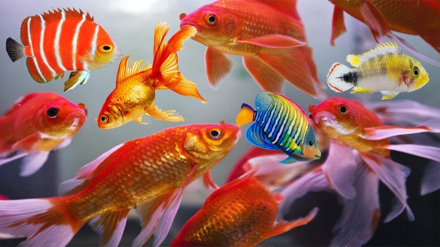 Buy Ornamental Fish in Dindigul, Tamil Nadu.