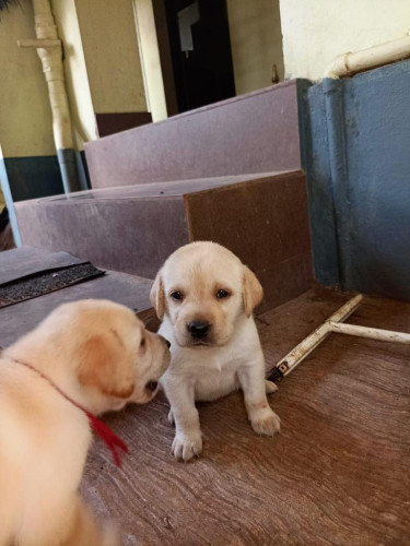 Labrador