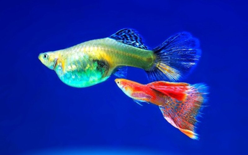 Ornamental Fish For Sale in Karur, Tamil Nadu