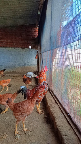 Desi Chicken