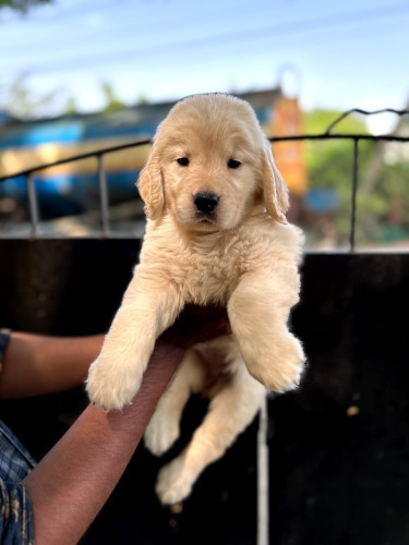 GOLDEN RETRIEVER PUPPIES@CHENNAI CONTACT 9677128162