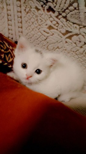 Persian cat