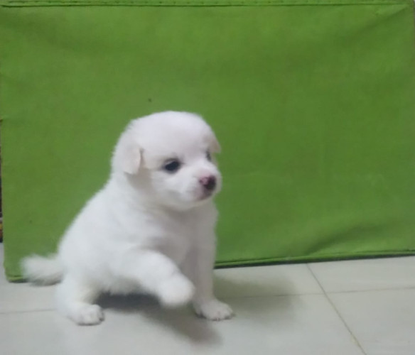 pomerian