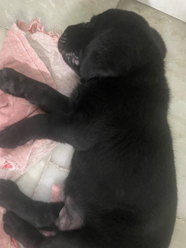 Black labrador