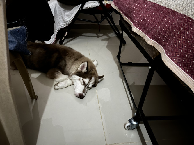Husky
