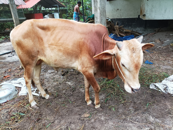 Vechoor bull