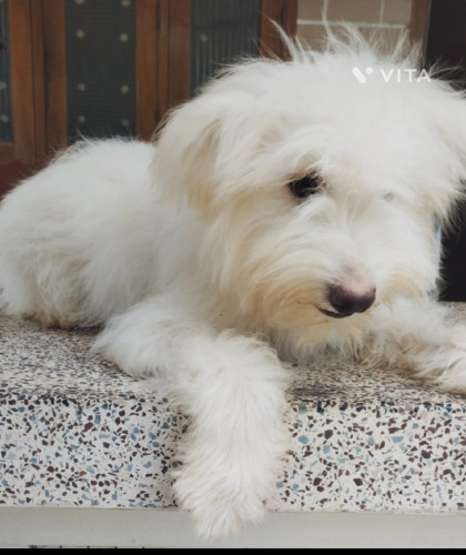 Lhasa Apso puppies