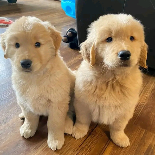 Golden Retriever puppies available whsaap 9394723663