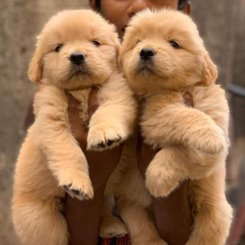 Golden Retriever puppies available whsaap us 9394723663
